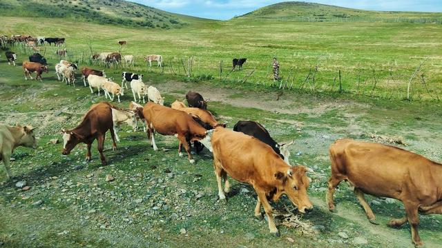 看着清澈见底的藏区冰川水，为什么不能喝？喝一口可能少半个肝