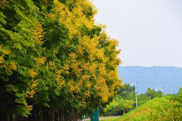 美不胜收！重庆主城区的秋天，在这里开始了→