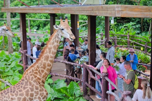 贡贡、舜舜登岛七周年，海南热带野生动植物园举办纪念活动