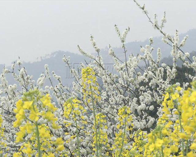 谁发明的？在千亩李花里烫火锅！荣昌今天火出圈