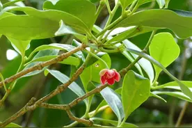 八角是什么树的果实？香叶又是啥树叶？桂皮呢？图片