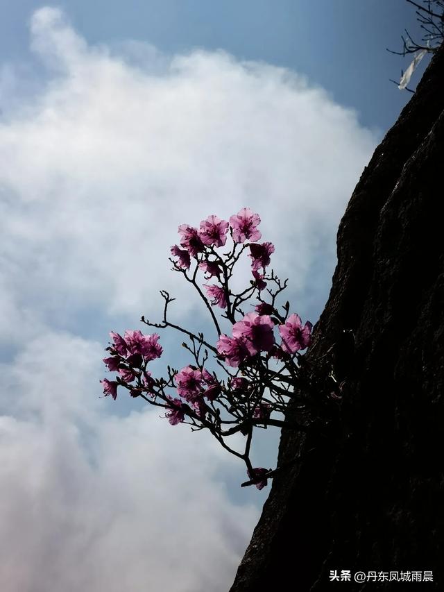 丹东凤凰山最高山峰一枝花