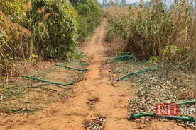 云南普洱一果园屡遭野象群破坏，“十多头一来一整天”，林草局回应图片