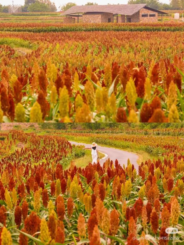 地铁直达！美爆！成都8个秋日限定美景上新！实拍免费，抓紧时间冲！