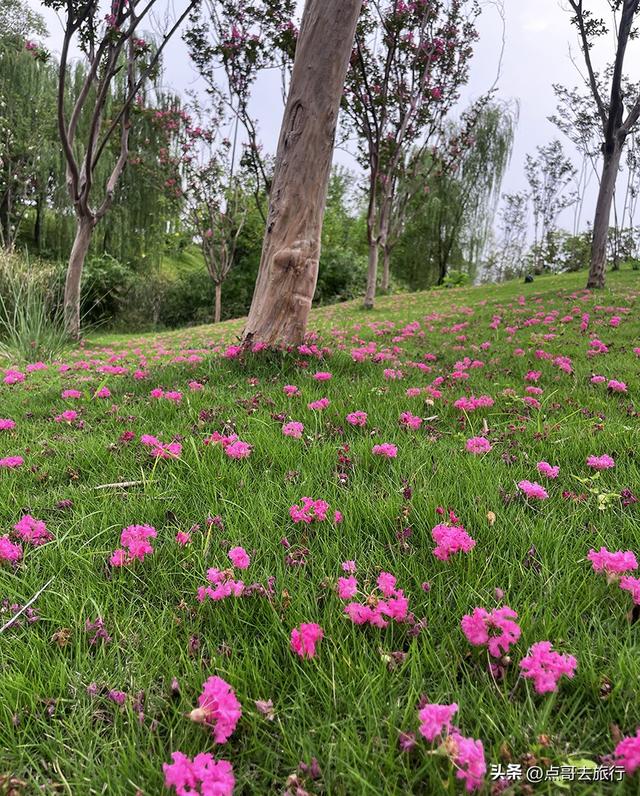 成都最近紫薇花公园，被严重低估，花开惊艳，地铁公交车直达！