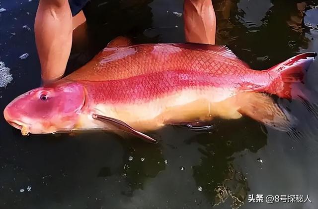 2006年长江惊现“美人鱼”，重庆渔民误捕一条	，专家：出水必死