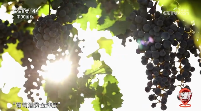 CCTV-4新片！目的地→银川🧳