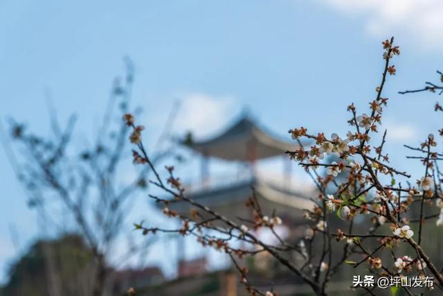 骑遇坪山① | 宝藏“高颜值”骑行线,拍出森系大片刷爆朋友圈