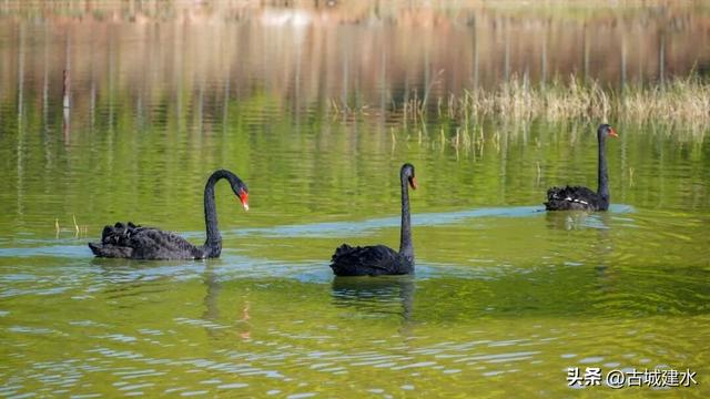 谁懂啊！建水五龙湖新来的黑天鹅，直接美成冬日童话
