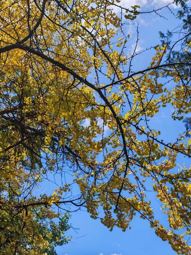 小雪初晴，到云南大学东陆校区寻一抹金黄