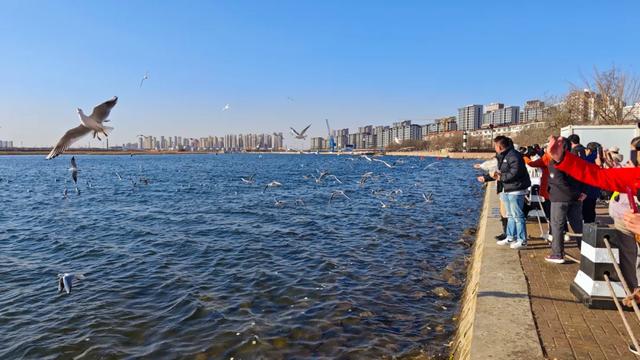 海鸥在天津，真“美”呀！