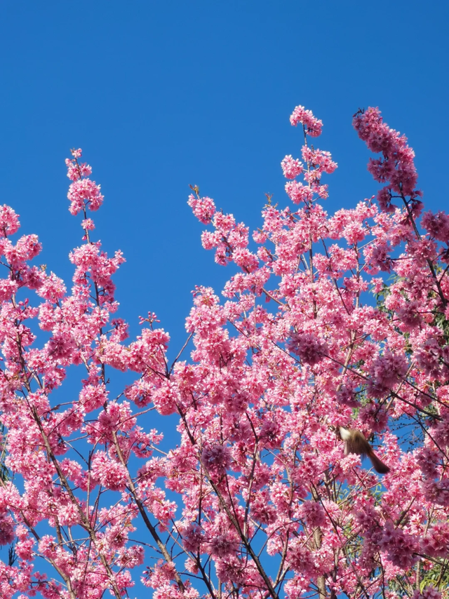 大寒至，春可期，昆明这些地方繁花似锦！