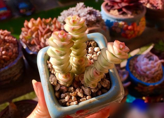 养钱串“3步走”，冬天长得快，上色状态美，爆盆长成“聚宝盆”