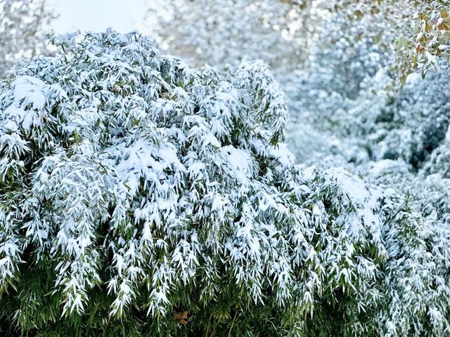 收好这份石家庄“雪景打卡地图”！走起→