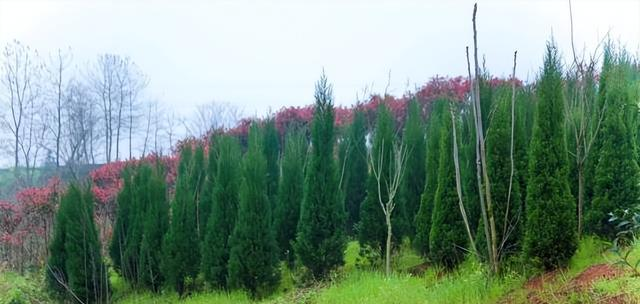 俗语“坟不栽三，宅不栽四”，分别指的是什么？有道理吗