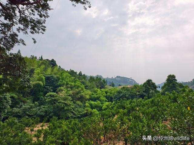 成都徒步（66）·邛崃篇⑥皮缝峡谷·皮缝古道