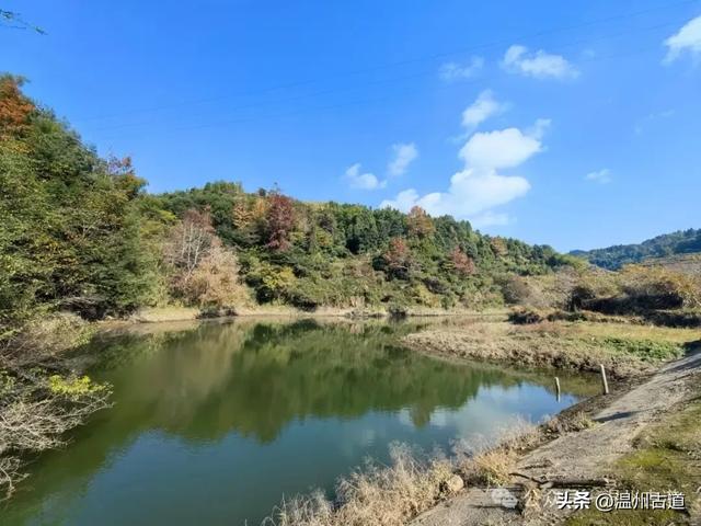 温州这两条知名红枫古道已经红啦！周末是最佳观赏期，不要错过！