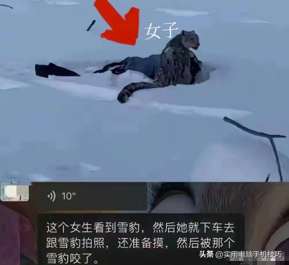 雪豹咬人内幕曝出！村支书还原真相	，央视发文怒批，当事人被打脸