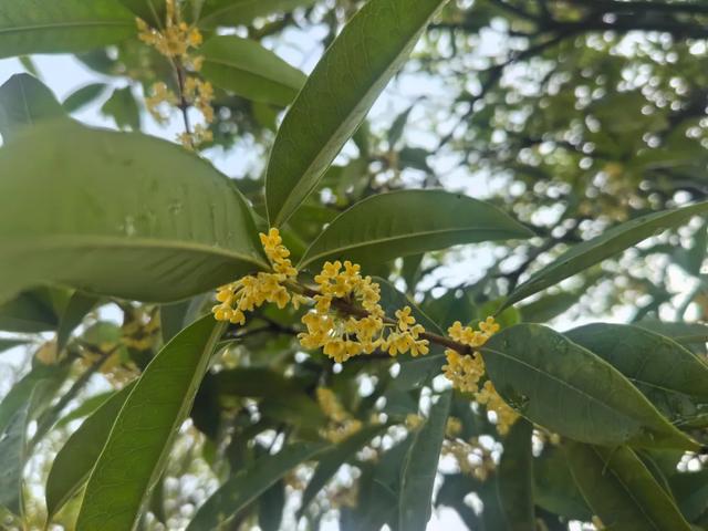 九昱秋日 buff 叠满！温泉 + 桂花直接美到破防！