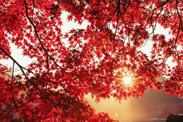 美绝了！中国四大赏枫地之一：苏州天平山，迈入最佳观赏期