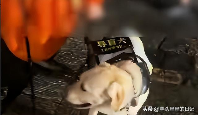 带导盲犬爬山后续：女主渴望被理解，坦言自己没错，澄清不是夫妻