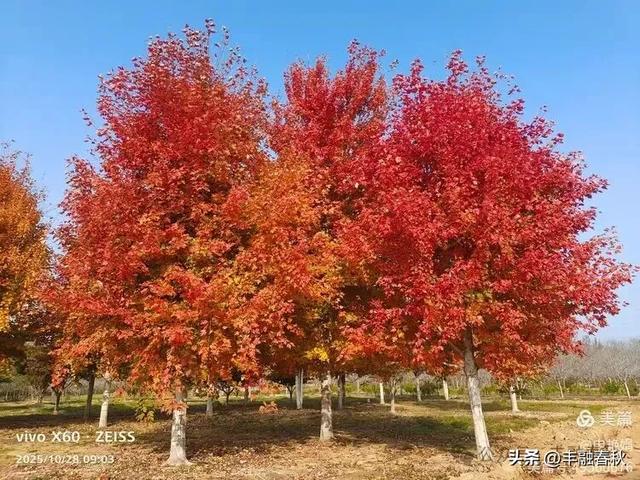 丹枫映秋，枫彩满楼｜申艳娟