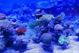 部编版三下语文教案第七单元23.海底世界图片