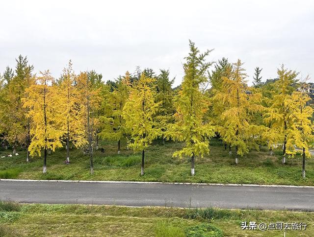 成都市区最大银杏林，金黄如海超壮观，不要门票，地铁公交直达！