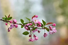 海棠，它到底是个啥？一篇文章讲清楚图片