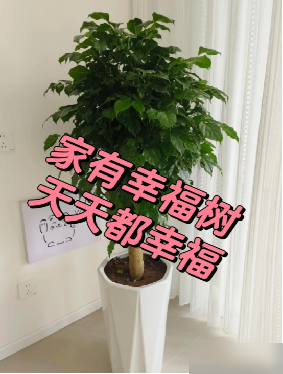 北京一太太，因“三角梅客厅”而走红，蜿蜒多姿，妥妥的视觉盛宴