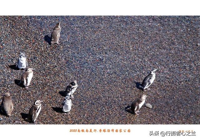 南极南美三国行游影记（79）—阿根廷旁塔汤布国家公园（六）