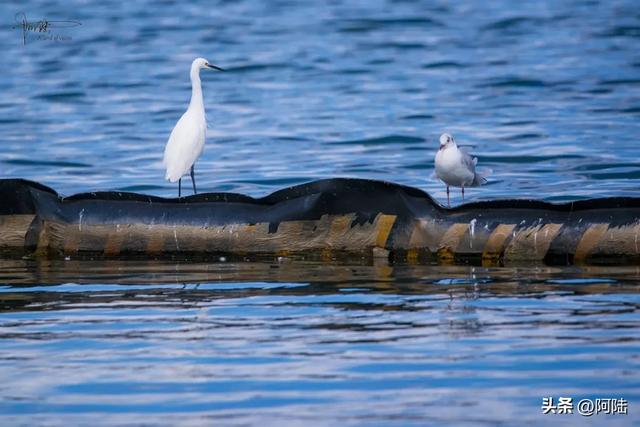 洱海鸟事之：没有鸬鹚代为狩猎，红嘴鸥们的伙食标准似乎有点差哦