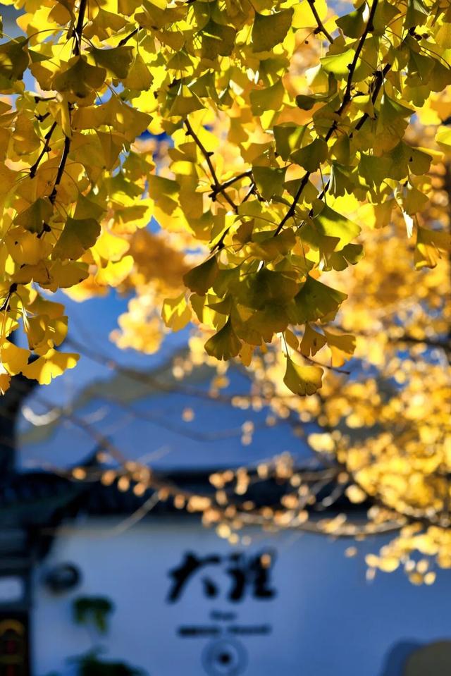 大理“金色童话”背后藏“秘密”