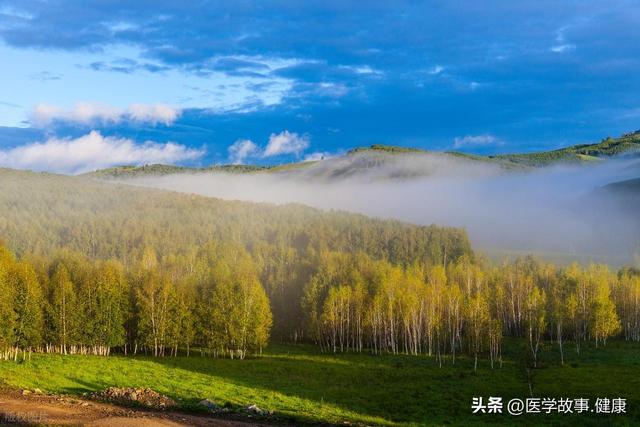 山风掠过白桦林