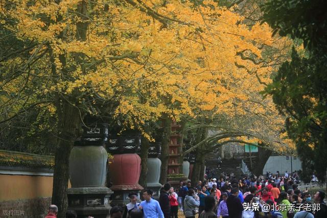 北京秋日Citywalk全攻略｜本周银杏黄金路线追秋指南