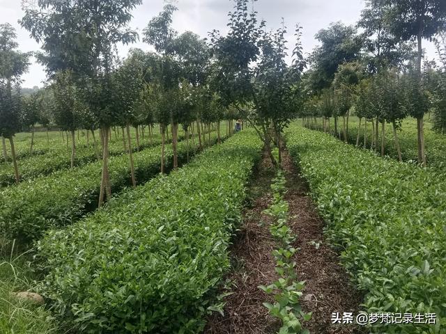 70多岁的老娘像个拼命三郎,一个人在雨天漫步拥抱大自然感觉不错