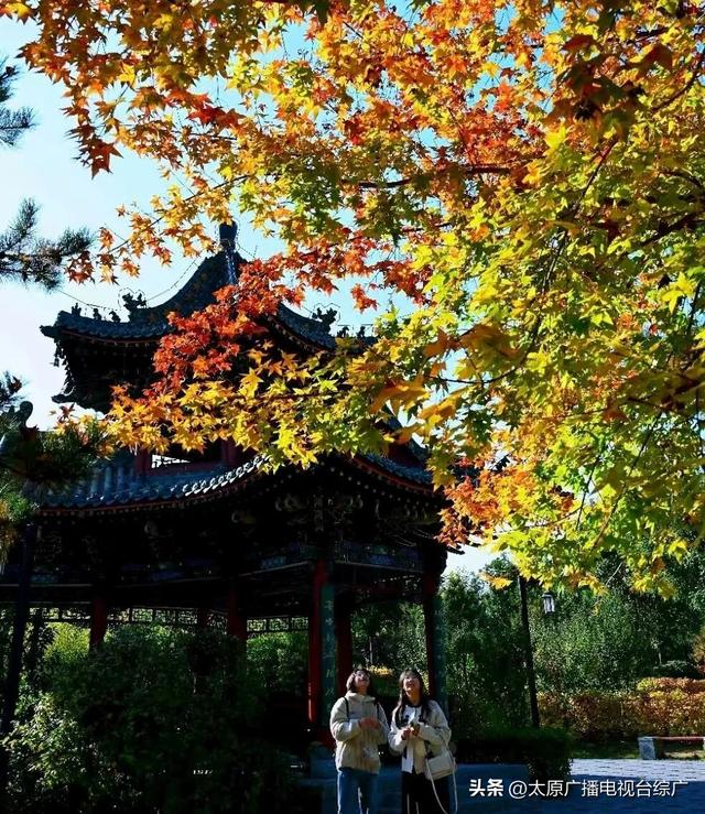 秋日赏枫：双塔公园五角枫染红秋意