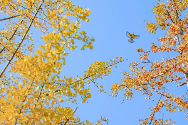 从从容容游刃有余！把江南的秋天“搬进”石景山——