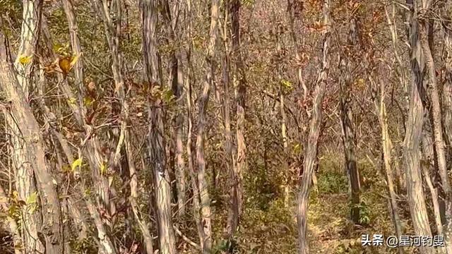 从射乌山到柏家庄