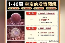 新手妈妈必看，宝宝在肚子里的样子+注意要点，1到40周子宫发育图图片