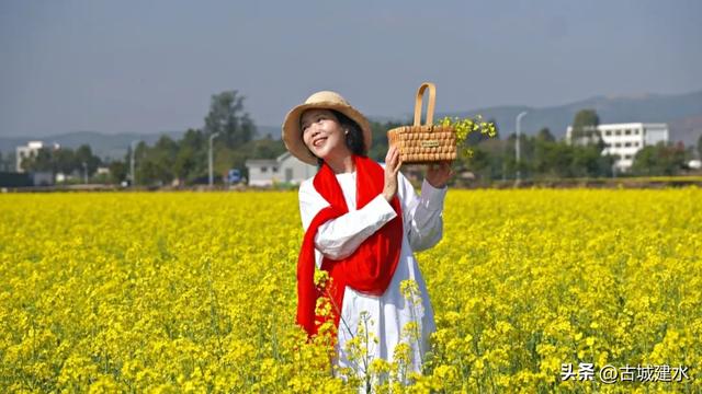 建水稻田公园油菜花海进入最佳观赏期 盛放美景引客来