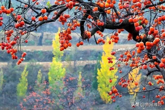 秋天的潍坊，是谁惊艳你的朋友圈？