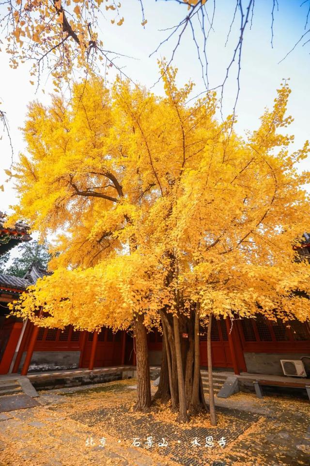 花式赏秋、文创上新,石景山这个古寺将迎最美时节!