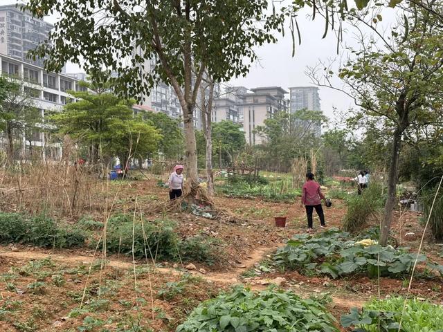 五象湖「最强景观」火了,公告成了废纸