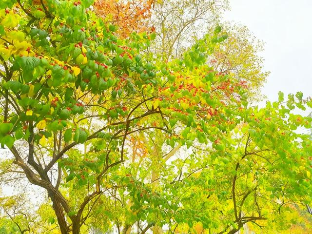 初冬限定之美——兴庆宫里的一步一景