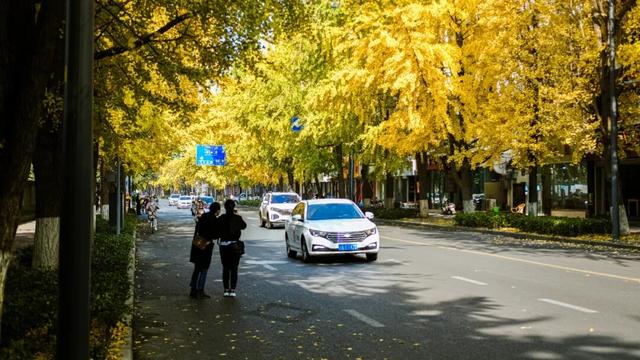 地铁直达！免费！成都20个绝美赏秋地，银杏水杉梧桐红枫限时上演！就在家门口！