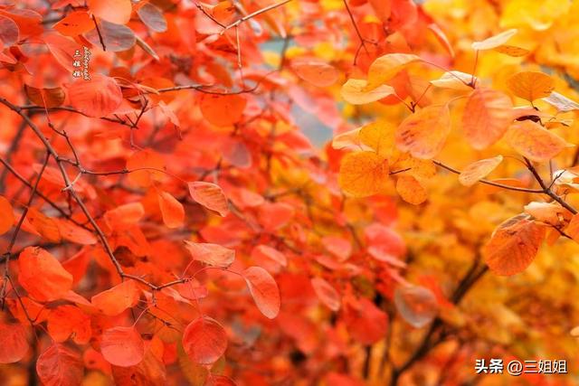 中原红叶的巅峰之作，空气都是红的
