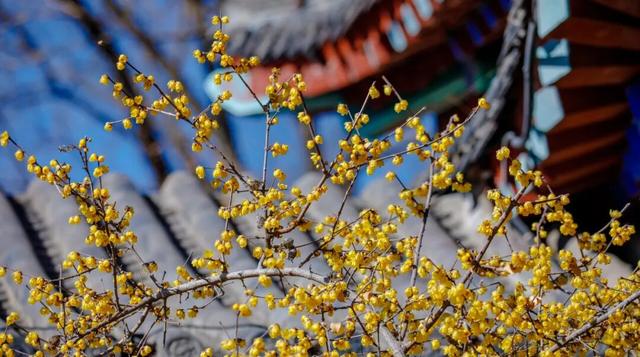 济南第一波蜡梅开了！这些赏梅地，赶紧冲！