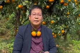 广西武鸣沃柑橘长身份大解密，不是文旅局的，不是局长！orange!图片