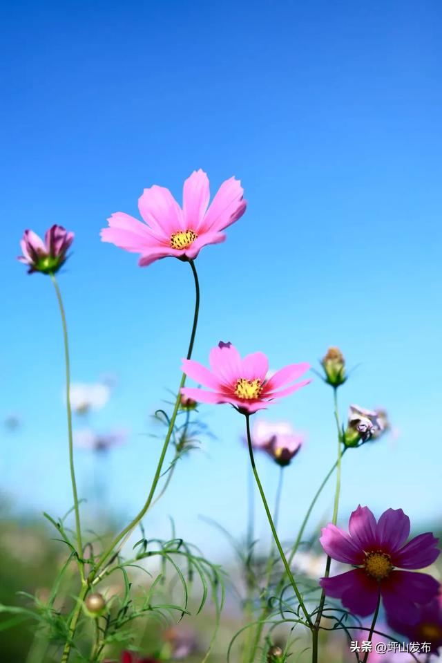 看完你的 看你的,坪山这片格桑花海承包你的秋日治愈感!
